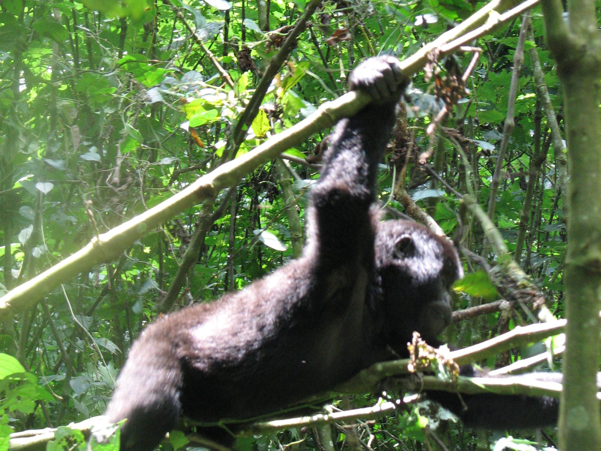 "Silberrücken", der Anführer einer Gorilla-Familie