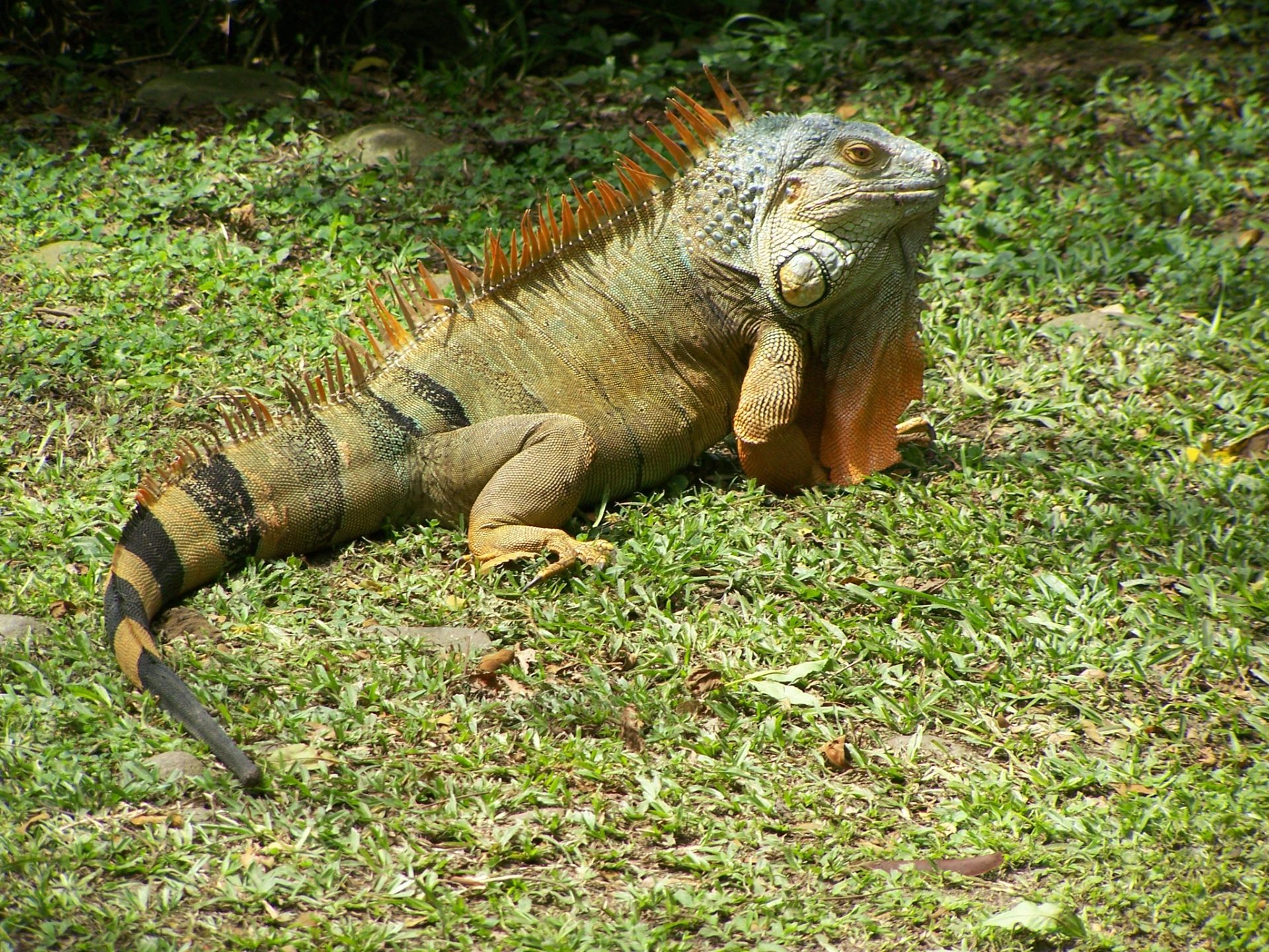 Leguan beim Sonnenbad