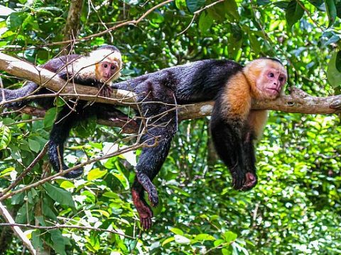 Gandoca Manzanillo: Affen im Baum