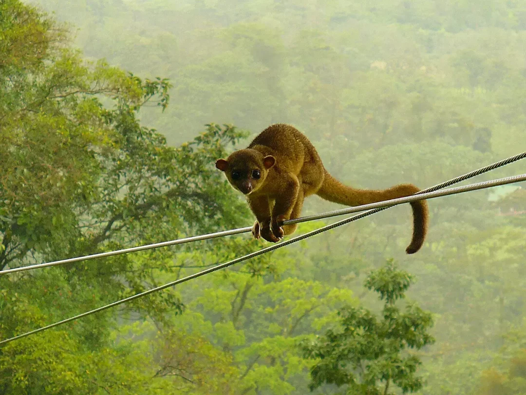 Monteverde: Olingo auf dem Hochseil