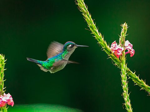 Schwebender Kolibri an roter Blume