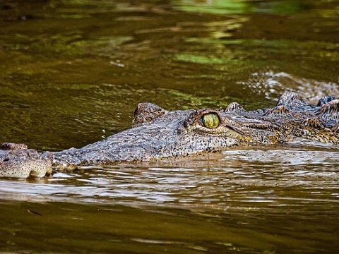 Río San Carlos - schwimmendes Krokodil