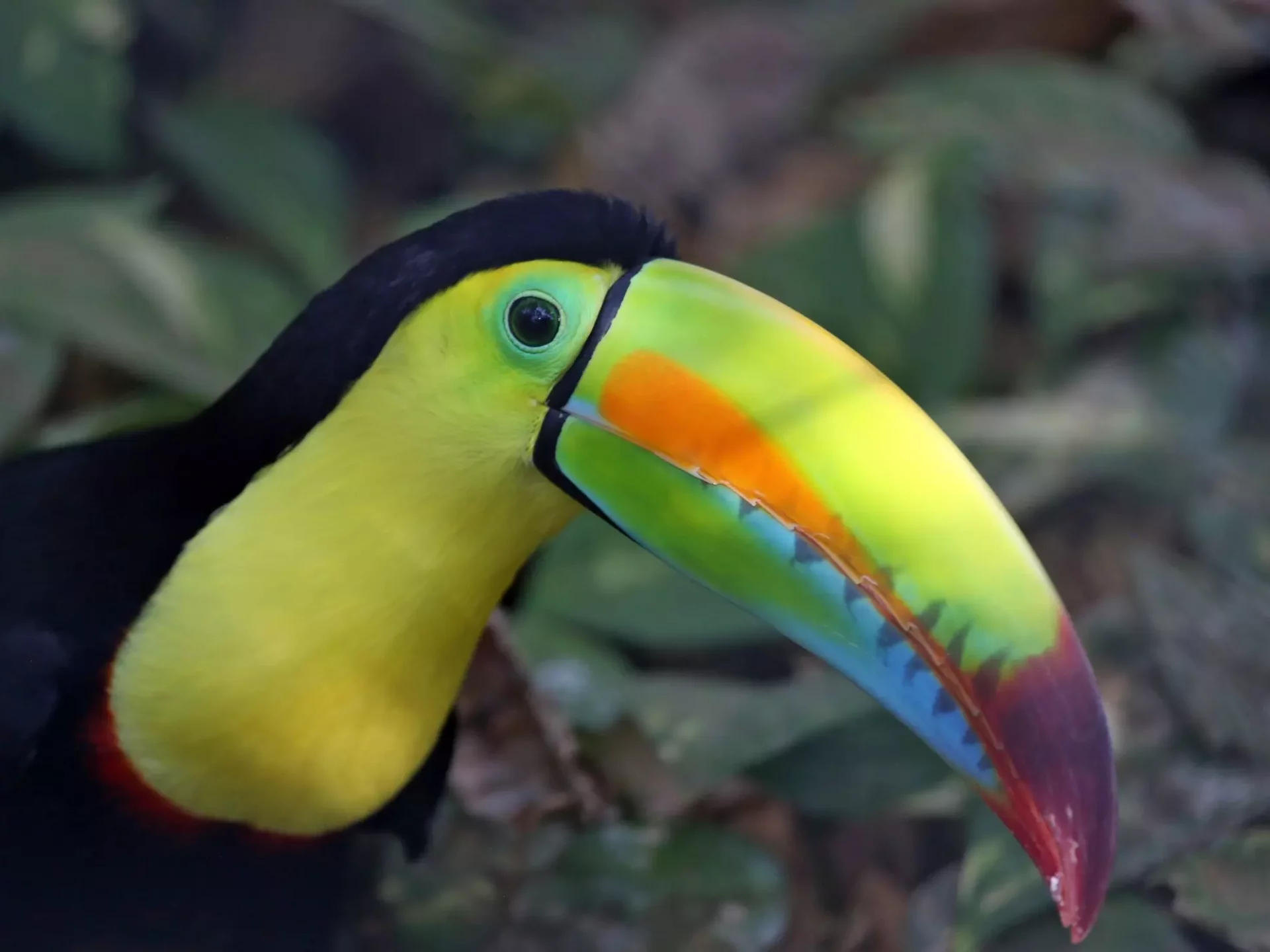 Farbenprächtiger Tukan