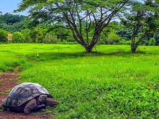 Galápagos: Schildkröte