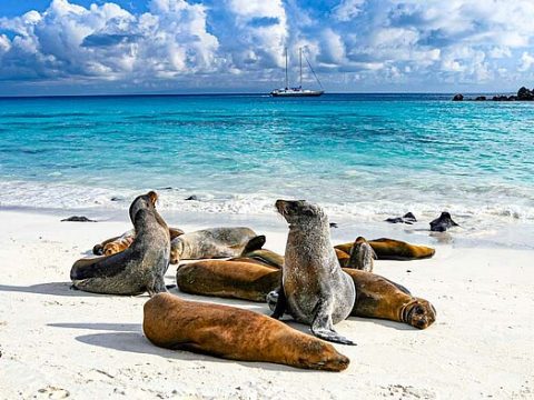 Insel Isabela: Seelöwen