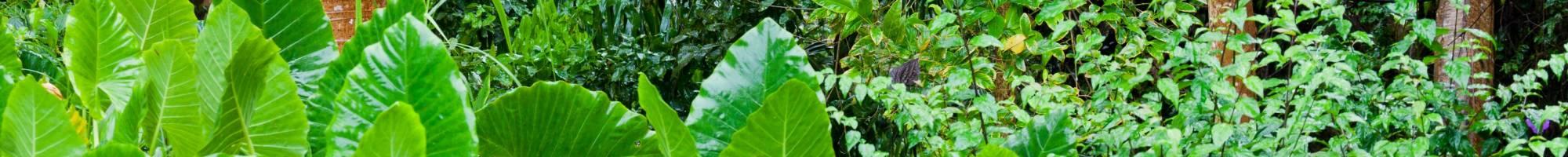 Naturreisen - Tropische Dschungelvegetation (Panorama)
