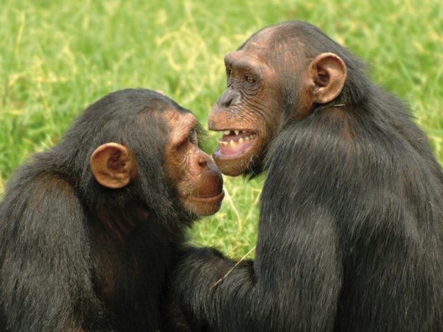 Schimpansen