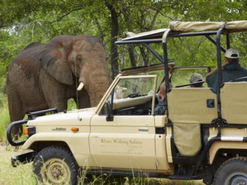 Auf Tierpirsch im Jeep