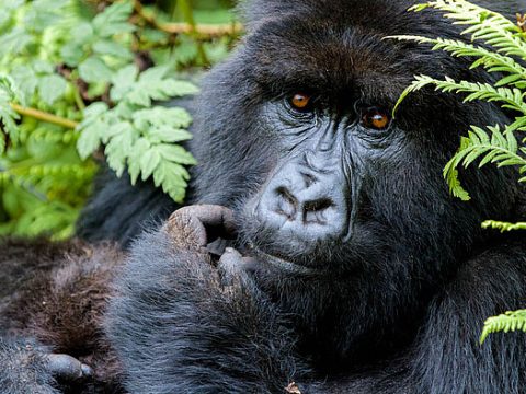 Berggorilla ganz nah